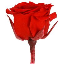 Itens Infinity Roses Flores Reais Mini Cabeças de Rosa Vermelhas Ø3cm 16 unidades