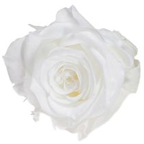 Itens Infinity Roses Cabeças de Rosas Reais Mini Rosas Brancas Ø3cm 16 unidades