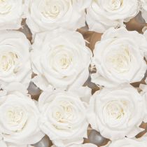 Itens Infinity Roses Cabeças de Rosas Reais Mini Rosas Brancas Ø3cm 16 unidades