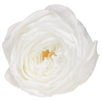 Itens Infinity Roses Cabeças de Rosas Reais Preservadas Brancas Ø6cm 6 unidades
