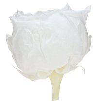 Itens Infinity Roses Cabeças de Rosas Reais Preservadas Brancas Ø6cm 6 unidades