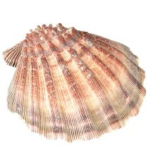 Itens Vieiras verdadeiras naturais – toque marítimo natural 1 kg