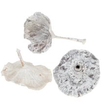 Itens Cogumelo Kalix Branco Lavado 100 unidades