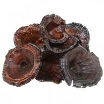 Itens Cogumelo Kalix Cogumelos Secos Envernizados Naturais Deco Grande 50 peças