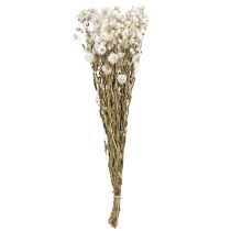 Itens Camomila Flores Secas Decoração Flores Brancas Buquê 65cm 50g