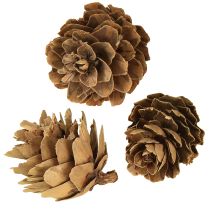 Itens Pinhas naturais pequenas pinhas decoração em rede 2,5-3,5cm 300g