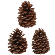 Itens Pinhas Pinus Maritima decoração pinhas marítimas 12-13 cm 3 peças