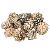 Itens Pinhas branqueadas, decoração de pinhas pequenas em rede, 2,5-3,5 cm, 500 g
