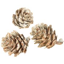Itens Pinhas branqueadas, decoração de pinhas pequenas em rede, 2,5-3,5 cm, 500 g