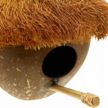 Coco como caixa de nidificação, casinha de pássaros para pendurar, decoração de coco Ø16cm C 46cm