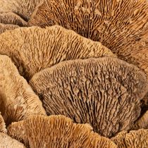 Itens Guirlanda de fungos em forma de árvore, cor natural, para decoração de porta ou parede, 37 cm