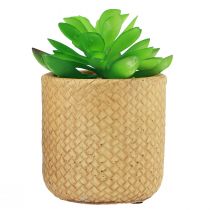 Itens Suculentas Artificiais em Vaso Plantas Artificiais Sortidas 10cm 3pcs