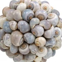 Deco bola caracol mar concha bola decoração natural marítima Ø19cm
