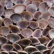 Conchas de bola Deco Decoração de concha para pendurar decoração marítima Ø18cm