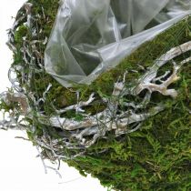 Decoração de sepultura vinhas bola verde musgo, caiado de branco Ø20cm