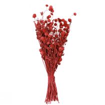 Itens Amaranto-globo (Gomphrena globosa), vermelho, seco, 45 cm, 100 g