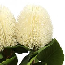 Flores artificiais, Banksia, Proteaceae Creme branco L58cm H6cm 3pcs