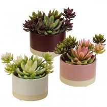 Plantas artificiais em vasos suculentas artificiais H13cm 3uds