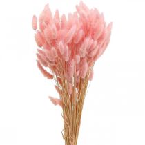 Itens Grama cauda de coelho seca Lagurus rosa claro 65-70cm 100g