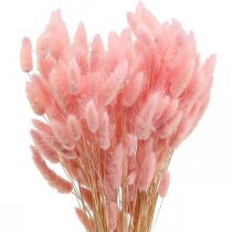 Itens Grama cauda de coelho seca Lagurus rosa claro 65-70cm 100g