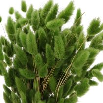 Itens Lagurus seco (Capim-rabo-de-lebre) 65-70cm 75g