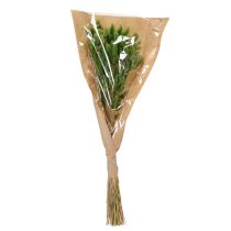 Itens Lagurus seco (Capim-rabo-de-lebre) 65-70cm 75g