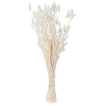 Itens Flores Secas Lagurus Natural – Capim Rabo de Coelho Fofo em Creme-Branco 55-70cm 100g