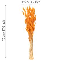 Itens Feixe de capim-veludo Lagurus, seco, 70 cm, 100 g