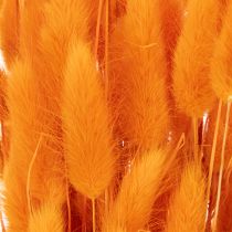 Itens Feixe de capim-veludo Lagurus, seco, 70 cm, 100 g