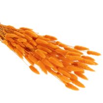 Itens Feixe de capim-veludo Lagurus, seco, 70 cm, 100 g