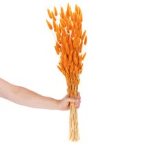 Itens Feixe de capim-veludo Lagurus, seco, 70 cm, 100 g