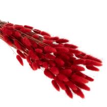 Itens Ramo de flores secas Lagurus, decoração floral, 70cm, 100g