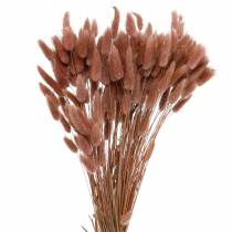 Floricultura seca rabo de coelho grama Lagurus marrom avermelhado 100g
