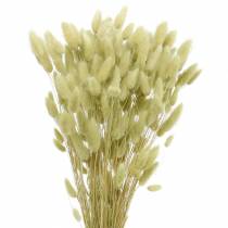 Grama Velvet Lagurus Verde Claro 100g Grama Seca