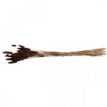 Itens Floricultura seca, grama decorativa, Lagurus Brown L35–50cm 25g