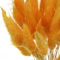 Itens Lagurus Amarelo, Capim-veludo, Capim-rabo-de-coelho L20-50cm 25g
