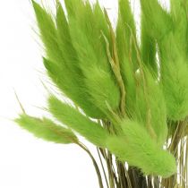 Veludo grama verde, lagurus, decoração seca, erva doce seca L18-50cm 25g