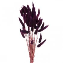 Itens Velvet Grass Violet, Rabbit Grass, Lagurus L18-50cm 25g