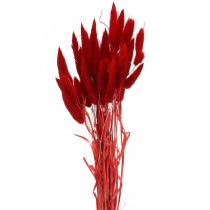 Grama decorativa vermelha, lagurus, grama aveludada, floricultura seca L30–50cm 20g