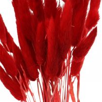 Grama decorativa vermelha, lagurus, grama aveludada, floricultura seca L30–50cm 20g