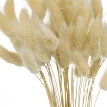 Grama decorativa, erva doce branqueada, Lagurus ovatus, erva aveludada L40–55cm 25g