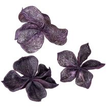 Itens Landlotus Mix Blackberry, Rosa Velho 50 unidades