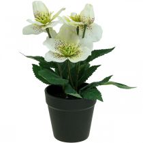 Quaresma rosa Heléboro vaso de rosas de Natal flores artificiais H25cm branco