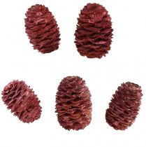 Itens Cones de Leucadendron Sabulosum em vermelho fosco 500g