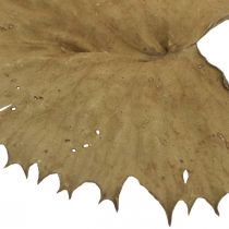 Itens Folhas de lótus secas decoração natural seca folha de nenúfar 50 peças