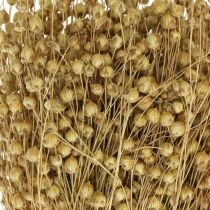 Itens Linho natural, gramíneas para floricultura seca, Linum produto natural 160g