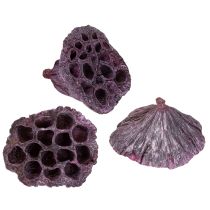 Itens Cápsulas de lótus, floricultura seca, bulbo de lótus rosa, caiado de branco 50 peças