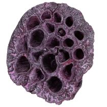 Itens Cápsulas de lótus, floricultura seca, bulbo de lótus rosa, caiado de branco 50 peças