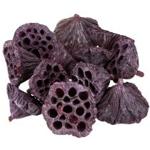 Itens Cápsulas de lótus, floricultura seca, bulbo de lótus rosa, caiado de branco 50 peças