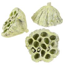 Itens Frasco de lótus mix verde lavado Ø6cm - 10cm 50 un